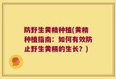 防野生黄精种植(黄精种植指南：如何有效防止野生黄精的生长？)