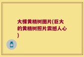大棵黄精树图片(巨大的黄精树照片震撼人心)