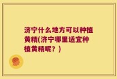 济宁什么地方可以种植黄精(济宁哪里适宜种植黄精呢？)