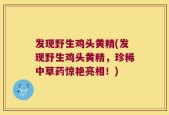 发现野生鸡头黄精(发现野生鸡头黄精，珍稀中草药惊艳亮相！)
