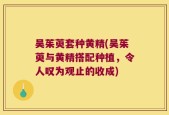 吴茱萸套种黄精(吴茱萸与黄精搭配种植，令人叹为观止的收成)