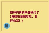 刚种的黄精块茎根烂了(黄精块茎根腐烂，怎样救活？)