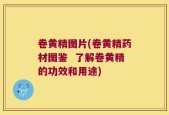 卷黄精图片(卷黄精药材图鉴  了解卷黄精的功效和用途)