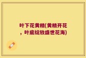 叶下花黄精(黄精开花，叶底绽放盛世花海)