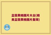 盆栽黄精图片大全(精美盆栽黄精图片集锦)