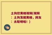 土狗挖黄精视频(视频：土狗发掘黄精，网友：太聪明啦！)