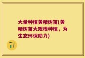 大量种植黄精树苗(黄精树苗大规模种植，为生态环保助力)