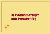 山上黄精怎么种植(种植山上黄精的方法)