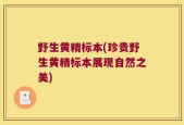 野生黄精标本(珍贵野生黄精标本展现自然之美)