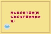 西安秦岭野生黄精(西安秦岭保护黄精植物资源)