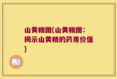 山黄精图(山黄精图：揭示山黄精的药用价值)