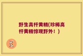 野生高杆黄精(珍稀高杆黄精惊现野外！)