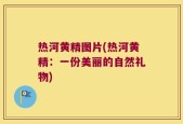 热河黄精图片(热河黄精：一份美丽的自然礼物)