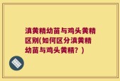 滇黄精幼苗与鸡头黄精区别(如何区分滇黄精幼苗与鸡头黄精？)