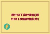 厚朴林下套种黄精(厚朴林下黄精种植技术)