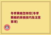 冬季黄精怎样挖(冬季黄精的采摘技巧及注意事项)