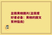 盆裁黄精图片(盆栽爱好者必备：黄精的图文育种指南)