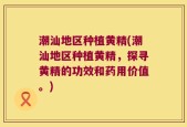 潮汕地区种植黄精(潮汕地区种植黄精，探寻黄精的功效和药用价值。)