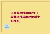 江苏黄精种苗图片(江苏黄精种苗展现优质生长状态)