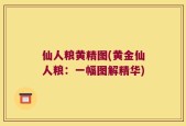 仙人粮黄精图(黄金仙人粮：一幅图解精华)