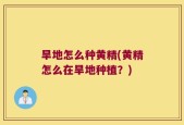 旱地怎么种黄精(黄精怎么在旱地种植？)