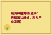 威海种植黄精(威海：黄精茁壮成长，助力产业发展)