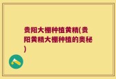 贵阳大棚种植黄精(贵阳黄精大棚种植的奥秘)
