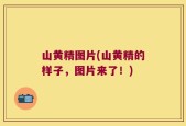 山黄精图片(山黄精的样子，图片来了！)
