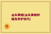 山头黄精(山头黄精种植及养护技巧)