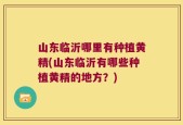 山东临沂哪里有种植黄精(山东临沂有哪些种植黄精的地方？)
