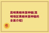 昆明黄精块茎种植(昆明地区黄精块茎种植的全面介绍)