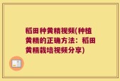 稻田种黄精视频(种植黄精的正确方法：稻田黄精栽培视频分享)
