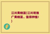 江川黄精苗(江川现推广黄精苗，值得种植！)