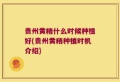 贵州黄精什么时候种植好(贵州黄精种植时机介绍)