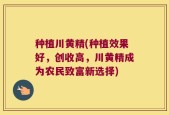种植川黄精(种植效果好，创收高，川黄精成为农民致富新选择)