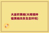 大面积黄精(大规模种植黄精改良生态环境)