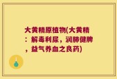 大黄精原植物(大黄精：解毒利尿，润肺健脾，益气养血之良药)