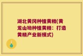 湖北黄冈种植黄精(黄龙山坳种植黄精：打造黄精产业新模式)