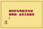 蝶形野生黄精(野生蝴蝶黄精：自然之美展现)