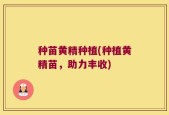 种苗黄精种植(种植黄精苗，助力丰收)