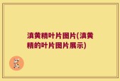 滇黄精叶片图片(滇黄精的叶片图片展示)