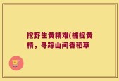 挖野生黄精难(捕捉黄精，寻踪山间香稻草