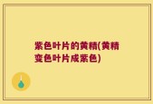 紫色叶片的黄精(黄精变色叶片成紫色)