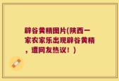 辟谷黄精图片(陕西一家农家乐出现辟谷黄精，遭网友热议！)