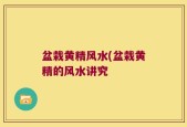 盆栽黄精风水(盆栽黄精的风水讲究