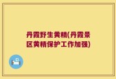 丹霞野生黄精(丹霞景区黄精保护工作加强)
