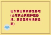 山东黄山黄精种植基地(山东黄山黄精种植基地：重塑黄精市场新局面)