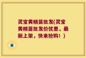 灵宝黄精苗批发(灵宝黄精苗批发价优惠，最新上架，快来抢购！)