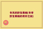 冬天的野生黄精(冬季野生黄精的奇妙之旅)