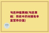 旬邑种植黄精(旬邑黄精：传统中药材拥有丰富营养价值)